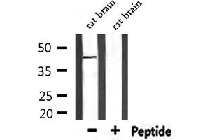 Western blot analysis of extracts from rat brain, using PE2R1 Antibody. (PTGER1 Antikörper  (Internal Region))