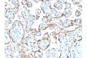Formalin-fixed, paraffin-embedded human Placenta stained with TIMP2 Mouse Recombinant Monoclonal Antibody (rTIMP2/2335). (Rekombinanter TIMP2 Antikörper  (N-Term))