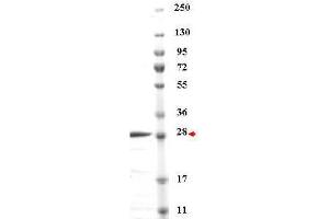 SDS-PAGE of purified RFP control shows a single band approximately 28-30 kDa (arrow). (RFP Protein)