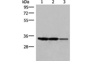 Western blot analysis of 293T and HepG2 cell lysates using HADH Polyclonal Antibody at dilution of 1:250 (HADH Antikörper)