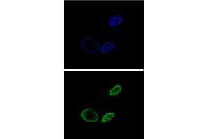 Confocal immunofluorescent analysis of NR0B2 Antibody (Center) (ABIN655027 and ABIN2844658) with HepG2 cell followed by Alexa Fluor® 488-conjugated goat anti-rabbit lgG (green). (NR0B2 Antikörper  (AA 56-83))