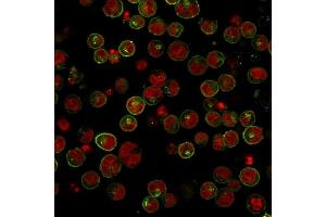 Immunofluorescence Analysis of Raji cells labeling HLA-DR with HLA-DR Monoclonal Antibody (SPM289) conjugated with APC (Green) The nuclear counterstain is Reddot (Red) (HLA-DR Antikörper)