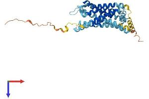 CXCR1 Protein (AA 1-350) (His tag)