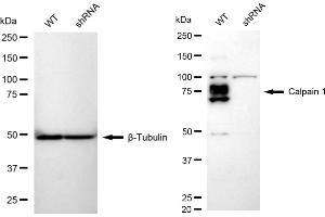 Western blotting analysis using Calpain 1 antibody (ABIN7797846).