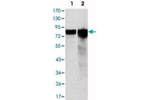 Western blot analysis using GYS1 monoclonal antibody, clone 3A7  against HeLa (1) and HEK293 (2) cell lysate. (Glycogen Synthase 1 Antikörper)