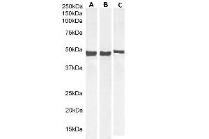 (ABIN185730) (0. (GFAP Antikörper  (C-Term))