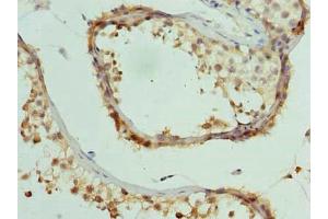 Immunohistochemistry of paraffin-embedded human testis tissue using ABIN7148180 at dilution of 1:100 (CCDC97 Antikörper  (AA 1-343))