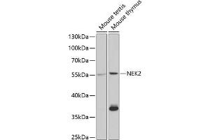 Western blot analysis of extracts of various cell lines, using NEK2 antibody (ABIN6132408, ABIN6144517, ABIN6144519 and ABIN6220992) at 1:1000 dilution. (NEK2 Antikörper  (AA 1-135))