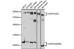 Western blot analysis of extracts of various cell lines, using NOTCH3 antibody (ABIN6134401, ABIN6144738, ABIN6144739 and ABIN6217553) at 1:1000 dilution. (NOTCH3 Antikörper  (C-Term))