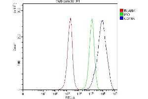 Flow Cytometry analysis of Jurkat cells using anti-CD79A antibody (ABIN3043397). (CD79a Antikörper  (AA 121-226))