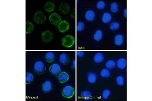 Immunofluorescence staining of fixed U937 cells with anti-IL-6 receptorantibody rhPM-1 (Tocilizumab). (Rekombinanter IL-6R (Tocilizumab Biosimilar) Antikörper)