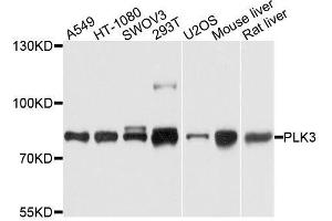 Western blot analysis of extracts of various cell lines, using PLK3 antibody. (PLK3 Antikörper  (AA 487-646))