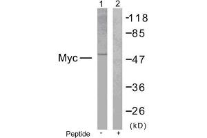 Western blot analysis of extracts from NIH/3T3 cells treated with EGF using Myc (Ab-373) antibody (E021036). (c-MYC Antikörper)