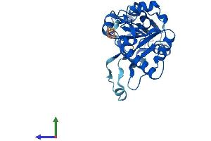 Protein Structure (PS) image for DPH5 Homolog (DPH5) (AA 1-285) protein (His tag) (ABIN7547122)