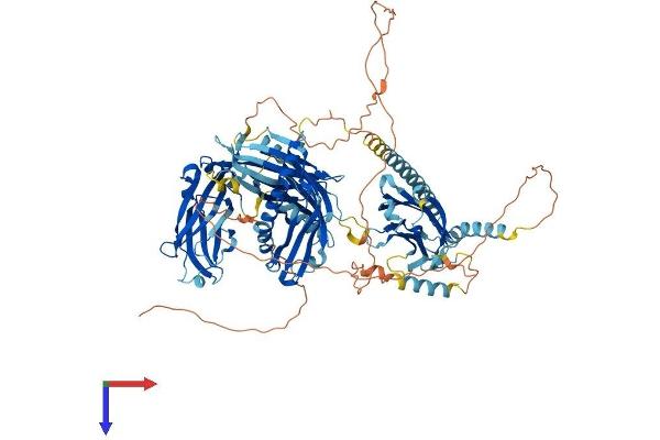 FAM62B Protein (AA 1-921) (His tag)