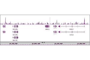 Sox2 antibody (pAb) tested by ChIP-Seq. (SOX2 Antikörper  (C-Term))