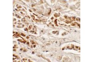 Immunohistochemistry of NKX2-2 in human kidney tissue with NKX2-2 antibody at 2. (Nkx2-2 Antikörper  (Middle Region))