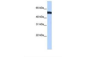 ZNF486 antibody  (C-Term)