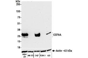 Western Blotting (WB) image for anti-B-cell antigen receptor complex-associated protein alpha chain (CD79A) (AA 176-226) antibody (ABIN7454005)