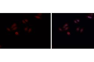 ABIN6269161 staining HepG2? (CREB1 Antikörper  (Internal Region))