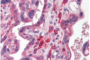 Human Placenta (formalin-fixed, paraffin-embedded) stained with SIRPA antibody ABIN214476 at 2. (SIRPA Antikörper  (C-Term))