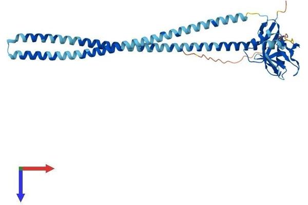 OLR1 Protein (AA 1-363) (His tag)