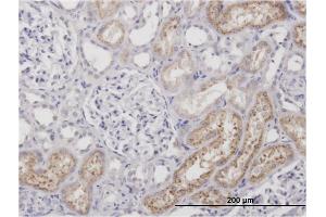Immunoperoxidase of monoclonal antibody to AMBP on formalin-fixed paraffin-embedded human kidney.