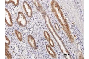 Immunostaining (ISt) image for anti-Annexin A1 (ANXA1) (AA 1-346) antibody (ABIN513350)