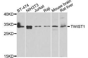 Western blot analysis of extracts of various cells, using TWIST1 antibody. (TWIST1 Antikörper)
