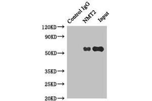 Western Blotting (WB) image for anti-N-Myristoyltransferase 2 (NMT2) (AA 1-120) antibody (ABIN7154259)
