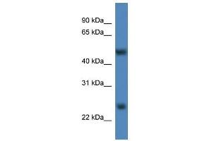 Mettl4 antibody used at 0. (METTL4 Antikörper  (C-Term))