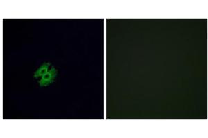 Immunofluorescence analysis of A549 cells, using OR2G2 antibody. (OR2G2 Antikörper  (C-Term))