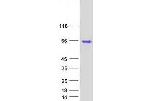 Western Blotting (WB) image for Apoptosis, Caspase Activation Inhibitor (AVEN) protein (Myc-DYKDDDDK Tag) (ABIN2715085)