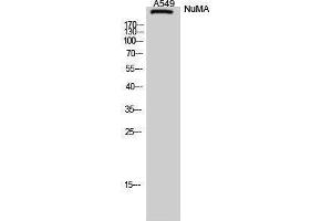 Western Blotting (WB) image for anti-Nuclear Mitotic Apparatus Protein 1 (NUMA1) (N-Term) antibody (ABIN3185976) (NUMA1 Antikörper  (N-Term))