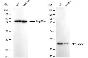 Western blotting analysis using OLIG1 antibody (ABIN7799700). (Rekombinanter OLIG1 Antikörper)