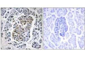 Immunohistochemistry analysis of paraffin-embedded human pancreas tissue using MtSSB antibody. (SSBP1 Antikörper  (C-Term))