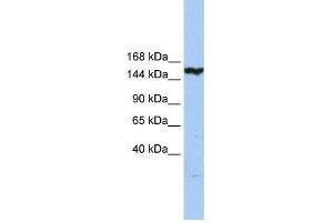 CASP8AP2 antibody used at 0. (FLASH Antikörper  (N-Term))