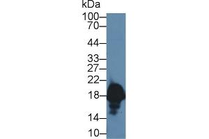 Complexin 1 Antikörper  (AA 1-134)