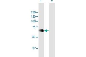 Western Blot analysis of NFIL3 expression in transfected 293T cell line by NFIL3 MaxPab polyclonal antibody. (NFIL3 Antikörper  (AA 1-462))