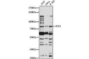 Western blot analysis of extracts of various cell lines, using RFX3 antibody (ABIN6291671) at 1:1000 dilution. (RFX3 Antikörper)