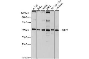 Western blot analysis of extracts of various cell lines, using GIPC1 antibody (ABIN6127955, ABIN6141093, ABIN6141094 and ABIN6214840) at 1:3000 dilution. (GIPC1 Antikörper  (AA 1-333))