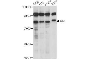 Western blot analysis of extracts of various cell lines, using DCT antibody (ABIN6291511) at 1:1000 dilution. (DCT Antikörper)