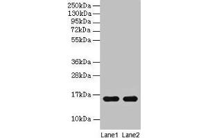Western blot All lanes: Guinea Pig Hemoglobin antibody at 2 μg/mL Lane 1: Guinea Pig serum at 1: 100 Lane 2: Guinea Pig serum at 1: 1000 Secondary Goat polyclonal to rabbit IgG at 1/15000 dilution Predicted band size: 16 kDa Observed band size: 16 kDa (Hemoglobin Antikörper)