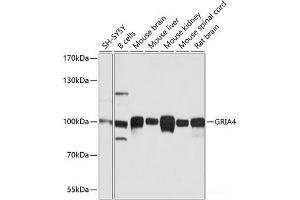Western blot analysis of extracts of various cell lines using GRIA4 Polyclonal Antibody at dilution of 1:1000. (GRIA4 Antikörper)