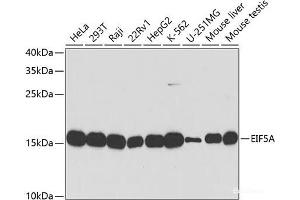 Western blot analysis of extracts of various cell lines using EIF5A Polyclonal Antibody at dilution of 1:1000. (EIF5A Antikörper)