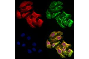 ABIN6263235 and ABIN6278161 staining Hela cells by IF/ICC.