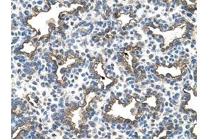 Podoplanin antibody was used for immunohistochemistry at a concentration of 4-8 ug/ml to stain Alveolar cells (arrows) in Human Lung. (Podoplanin Antikörper  (N-Term))