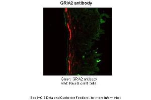 Application: ImmunohistochemistrySpecies+tissue/cell type: Mouse Gut Tissue TgWnt1-Cre/+ Ednrbflex3/+ Rosa26YFPStop/YFPStopHow many µg's of tissue/cell lysate run on the gel: 11 mg Mouse Gut Tissue Primary Antibody dilution: 1:50Secondary Antibody: Goat anti-rabbit-cy3 Secondary Antibody Dilution: 1:0500 (GRIA2 Antikörper  (N-Term))