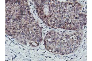 Image no. 7 for anti-CoA Synthase (COASY) antibody (ABIN1497556) (COASY Antikörper)