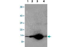 Western blot analysis of tissue extracts with DDT polyclonal antibody .